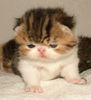 Exotic Shorthair kitten
